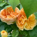 Frühstückspension Cote Jardin 3*