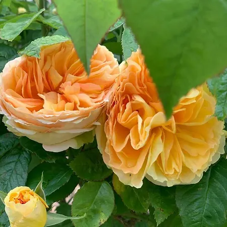 فندق مبيت وإفطار Cote Jardin *
