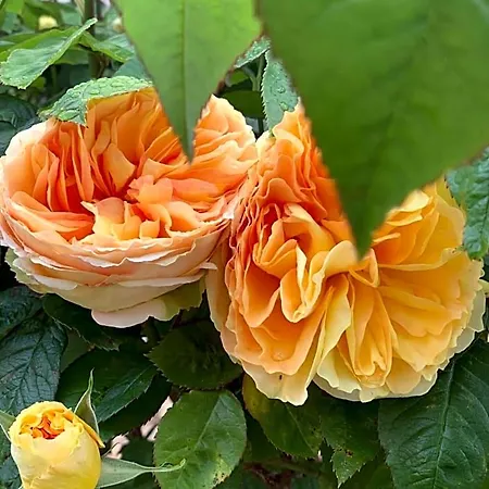Cote Jardin Sainte-Suzanne (Mayenne)