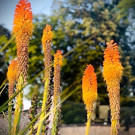 Cote Jardin Sainte-Suzanne (Mayenne)