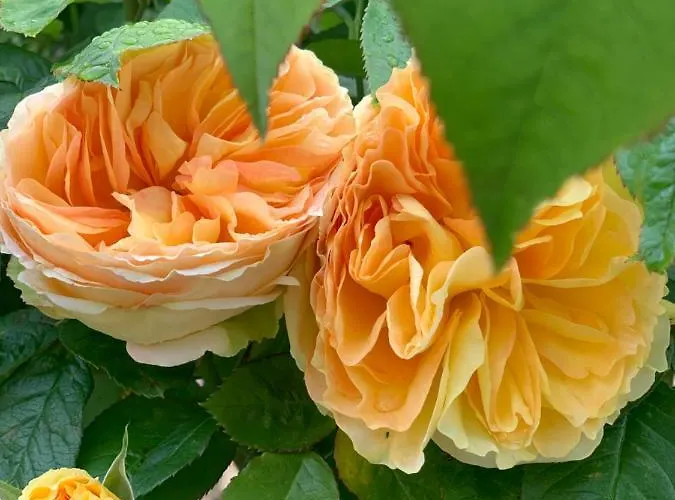 Bed & Breakfast Cote Jardin 3*